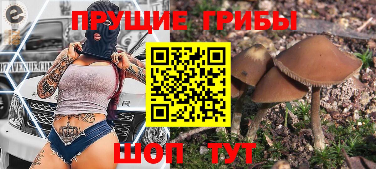 Кизляр  Галлюциногенные грибы Psilocybe  Вход с VPN  Галлюциногенные грибы прущие грибы 